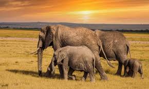 African Kenya safari