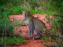 Tarangire Safari is an amazing safari in Tanzania Holiday safari