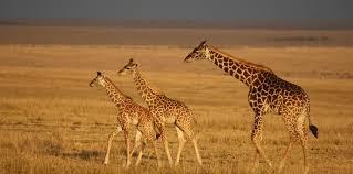 Maasai Kenya camping safari is an amazing camping safari from Nairobi