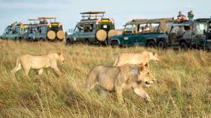 Africa Wildlife safari
